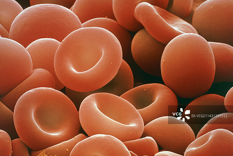 红细胞扫描电子显微镜图像图片素材
