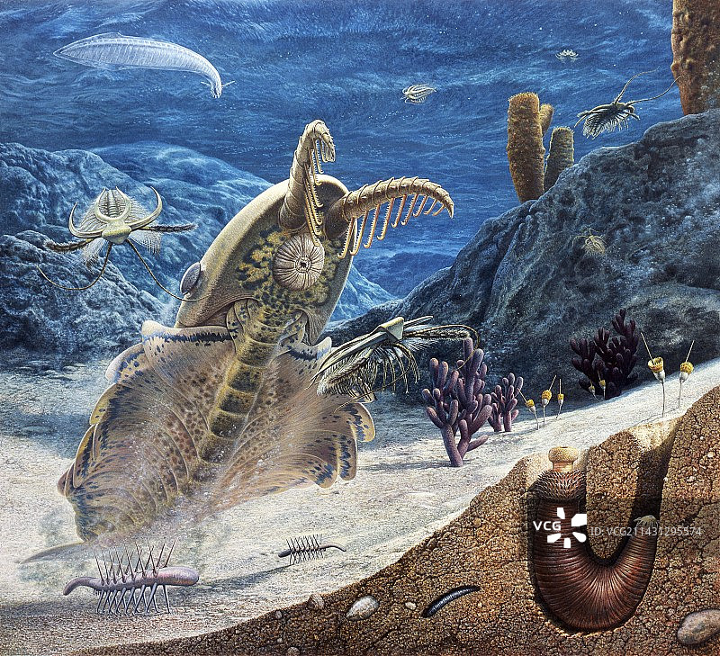 伯吉斯页岩动物插图图片素材