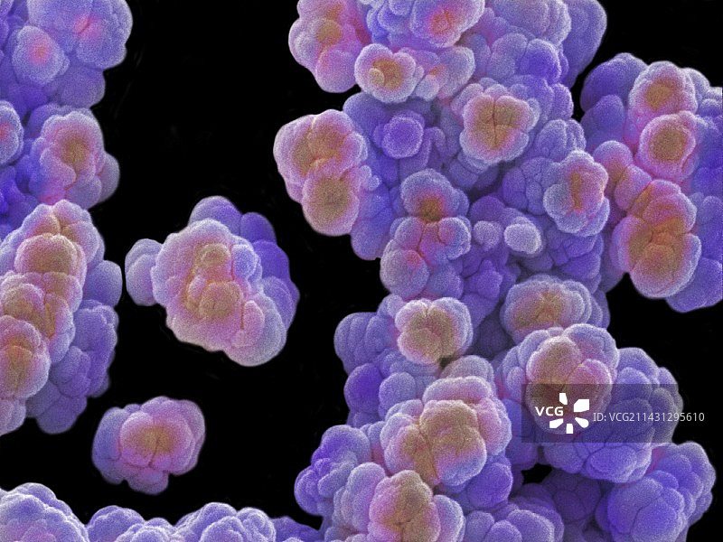 古生菌（甲烷八叠球菌属）扫描电子显微镜图图片素材