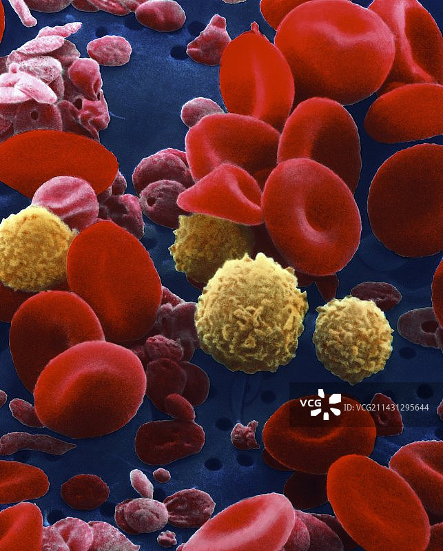 血细胞扫描电镜图图片素材