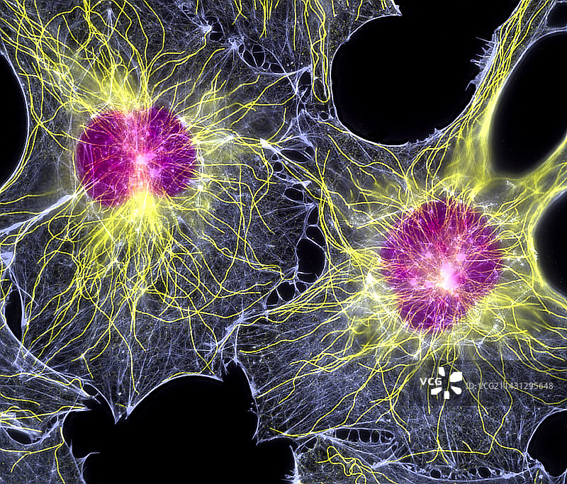 显示细胞骨架的成纤维细胞图片素材