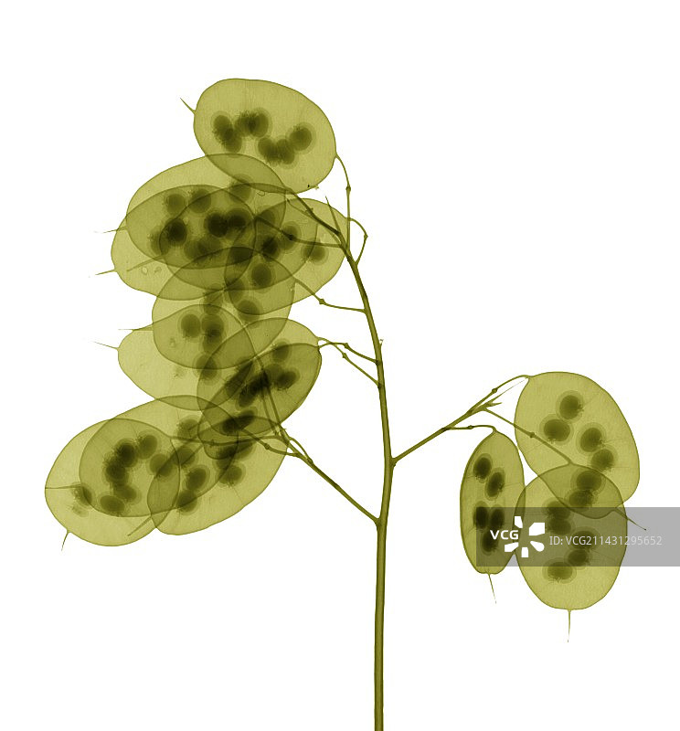 大金钱草种子，X光图片素材