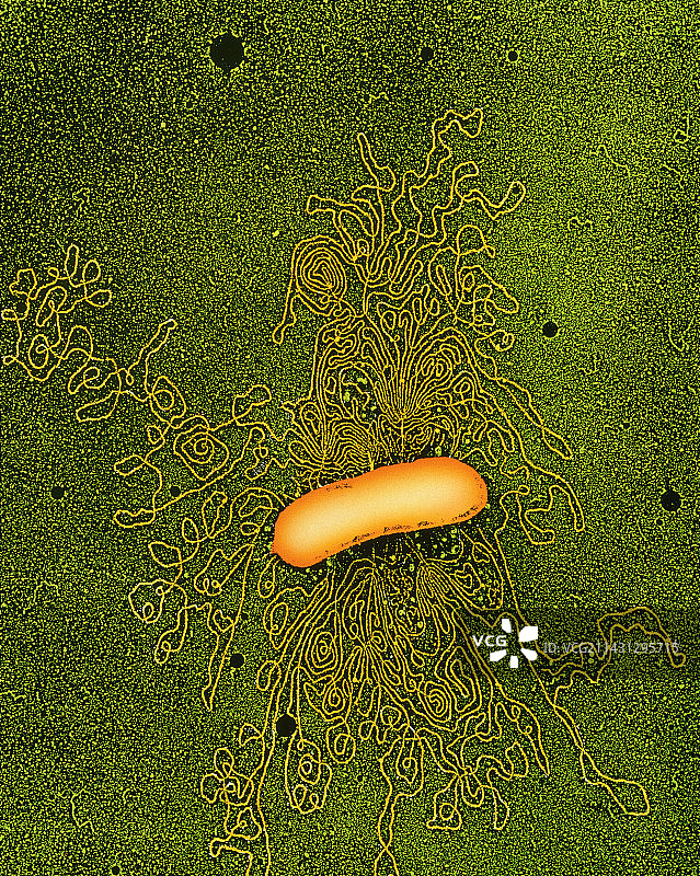 细菌DNA图片素材