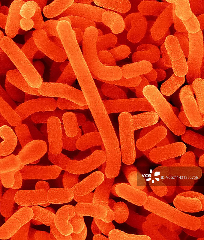 嗜酸乳杆菌扫描电镜图片素材