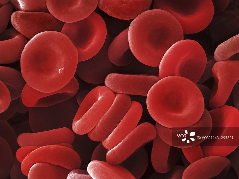 红细胞扫描电子显微镜图像图片素材