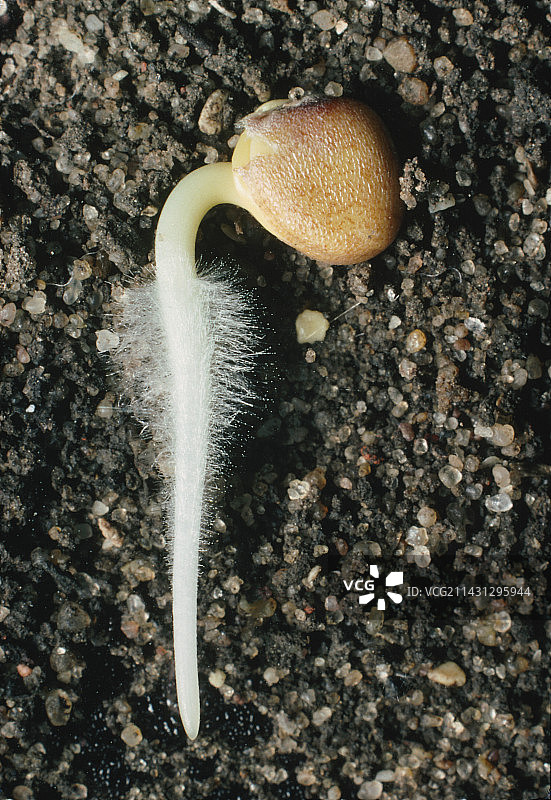 萝卜种子发芽，萝卜图片素材