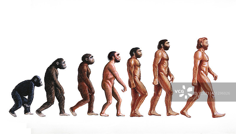 人类进化阶段插图图片素材