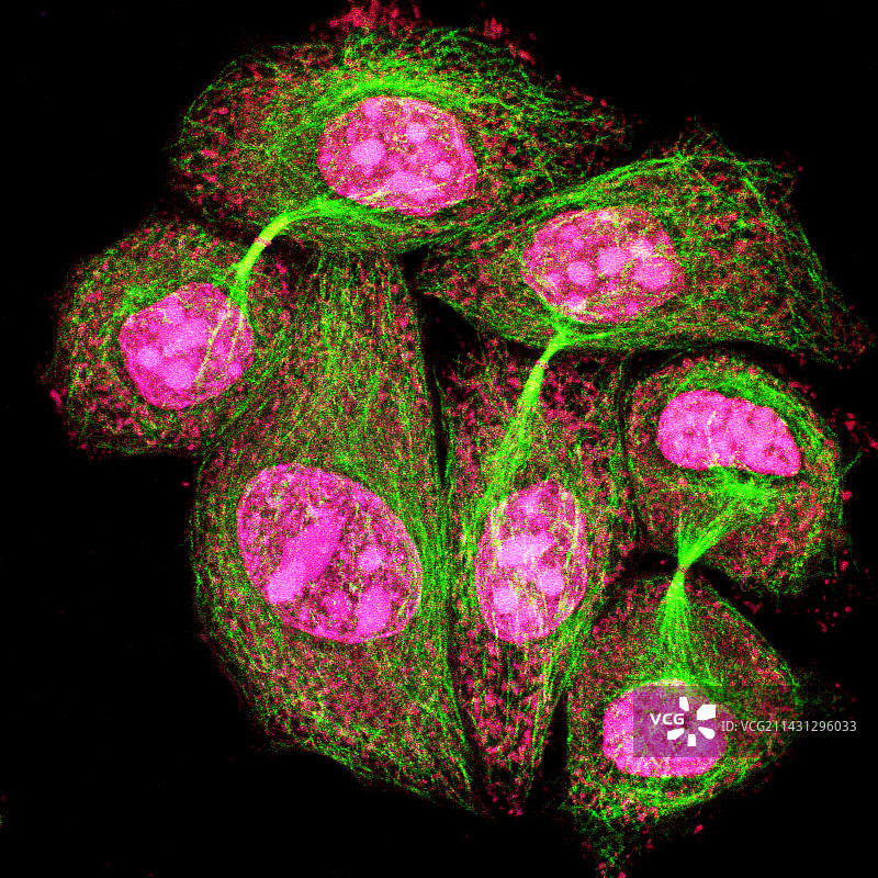 细胞分裂，光学显微照片图片素材