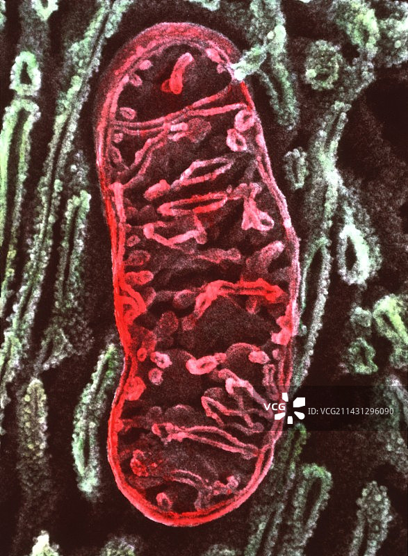 线粒体的扫描电子显微镜图像图片素材