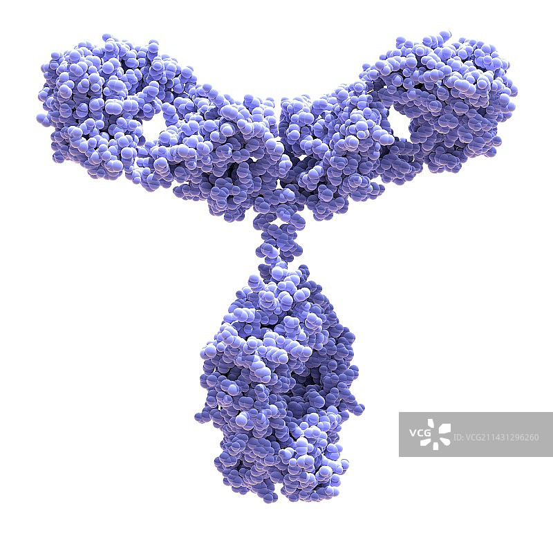 免疫球蛋白G抗体分子图片素材