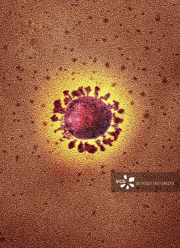 新冠病毒TEM图图片素材