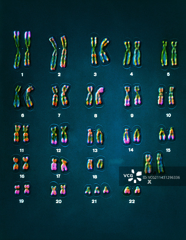 同源染色体的伪彩色图图片素材