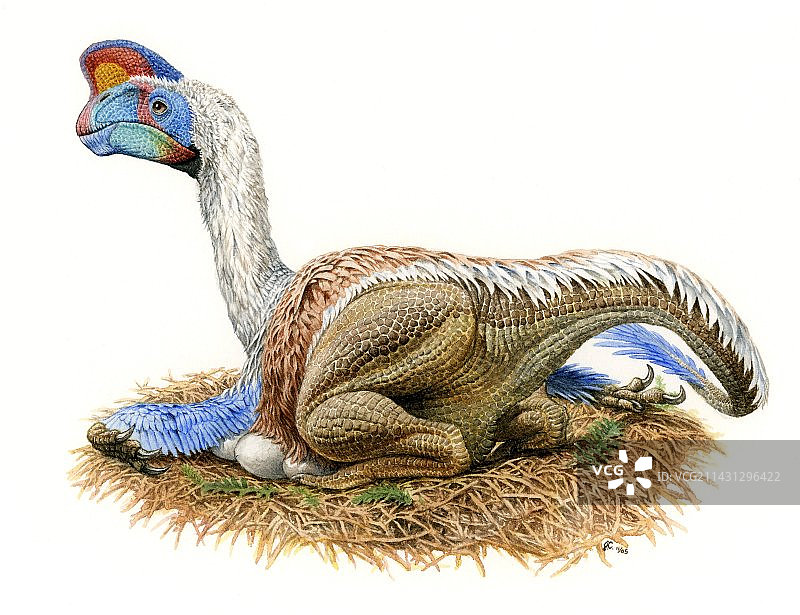 窃蛋龙图片素材