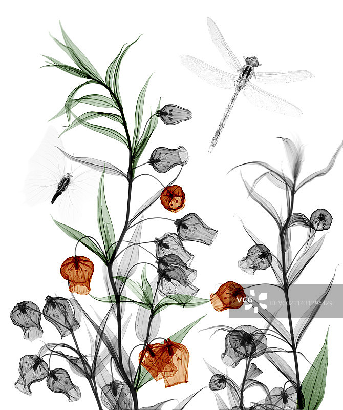 中国灯笼百合植物X光片图片素材