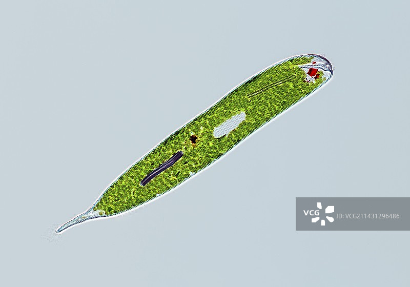 眼虫的显微照片图片素材