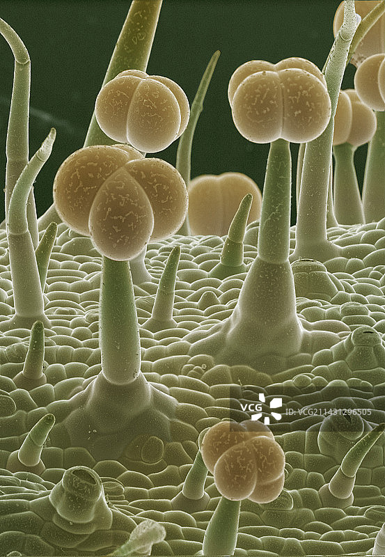 番茄茎（扫描电镜图）图片素材