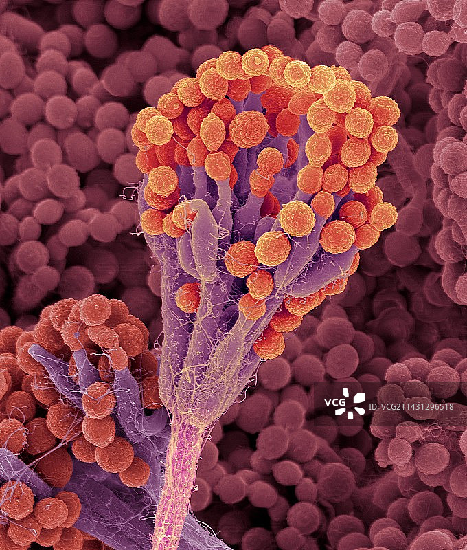 产生盘尼西林的霉菌，SEM显微镜图片素材