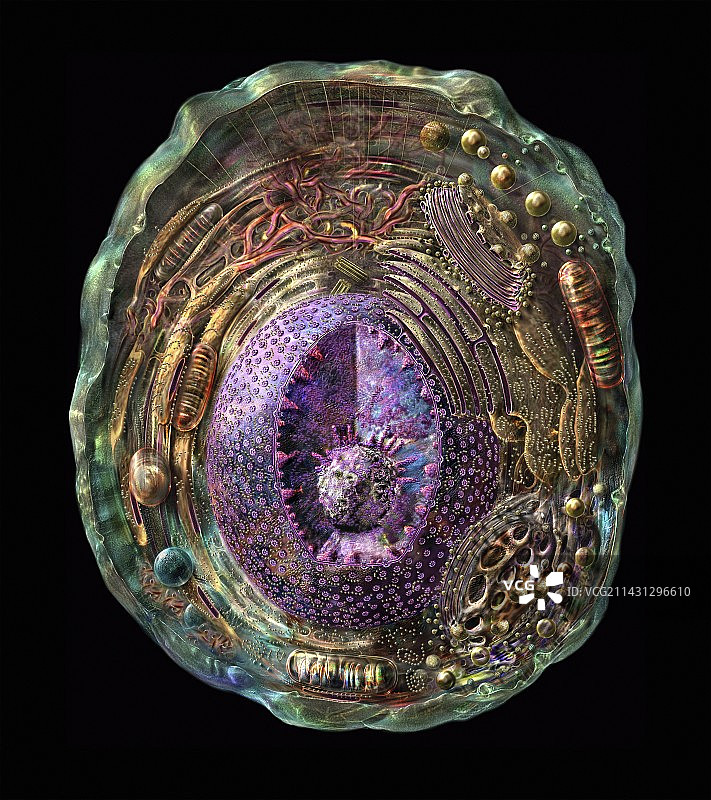 动物细胞图示图片素材