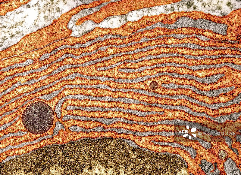 粗糙的内质网，TEM图片素材
