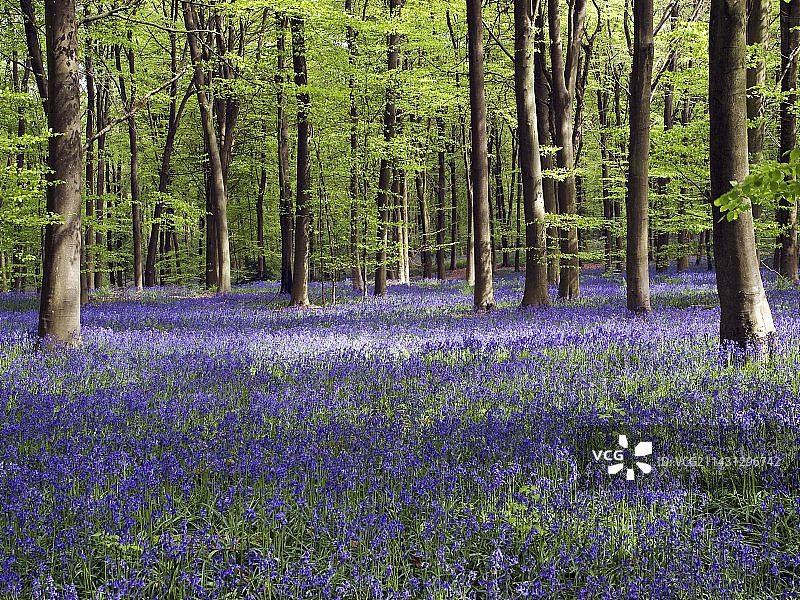 林地里的风铃草图片素材