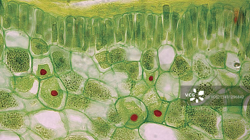 叶片海绵细胞显微照片图片素材