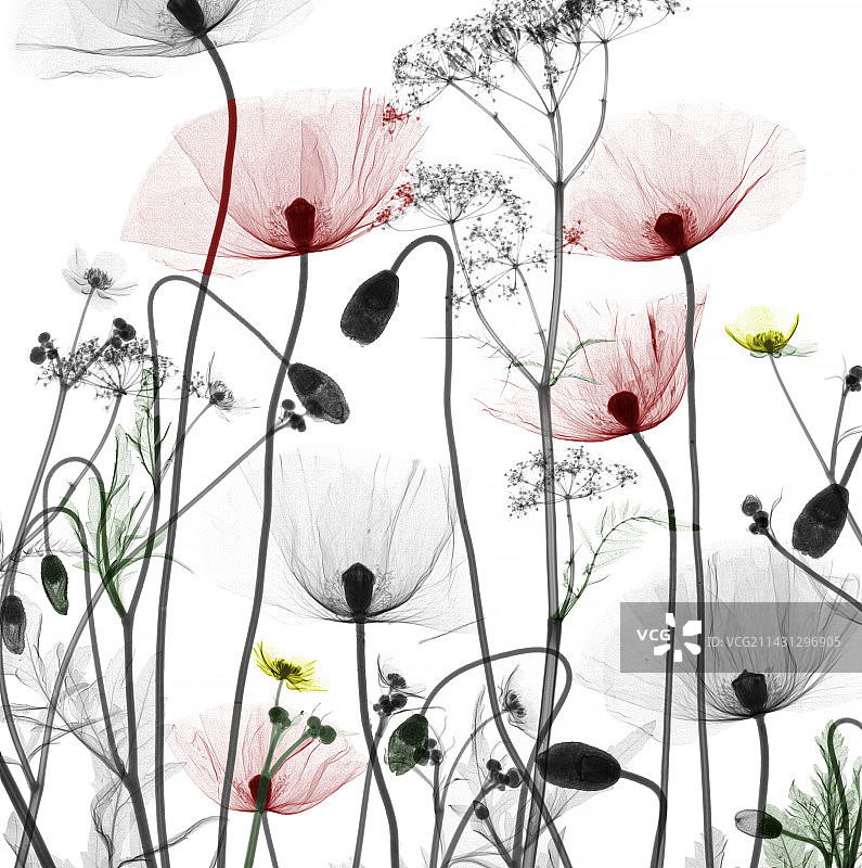 X光下的野花图片素材