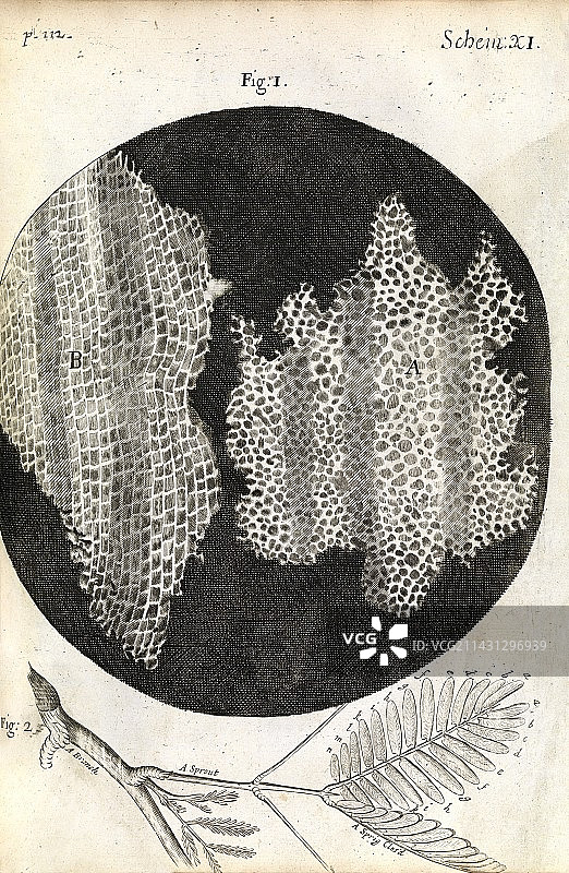 软木细胞,胡克的《显微图谱》(1665)图片素材