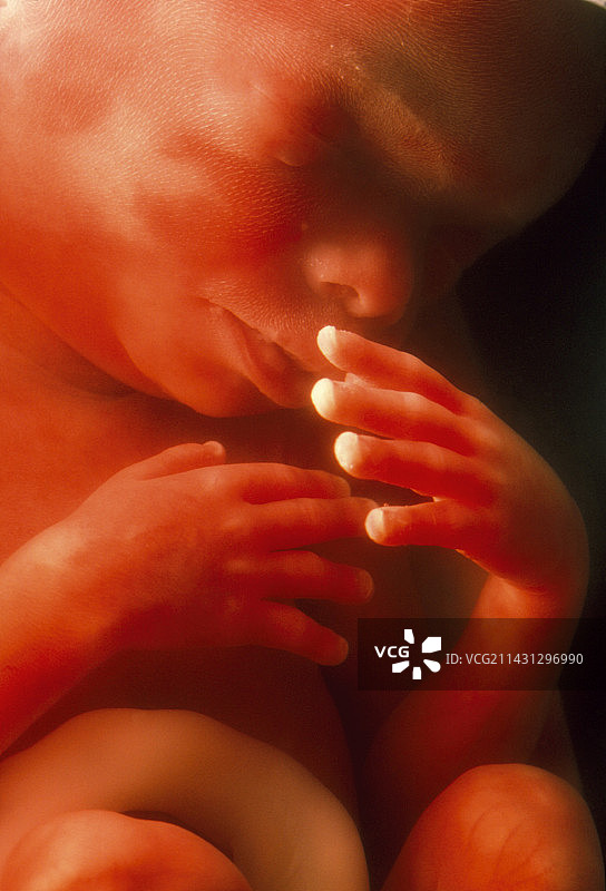 5个月大的男性胎儿图片素材