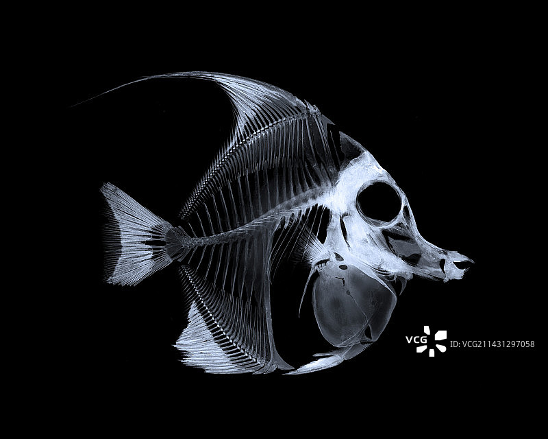 月光鱼图片素材