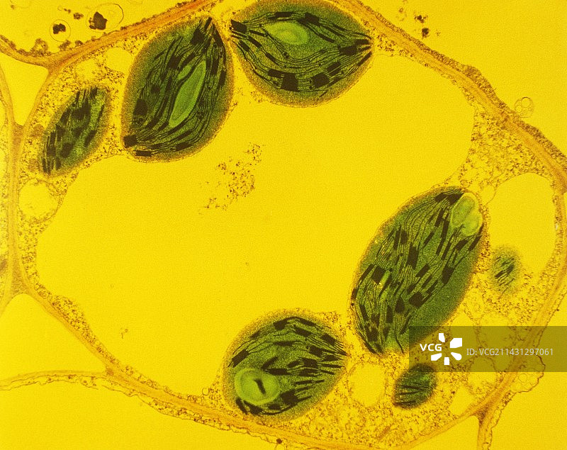 植物细胞TEM图图片素材
