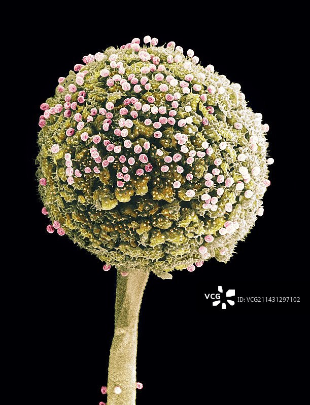 面包霉菌扫描电镜图图片素材