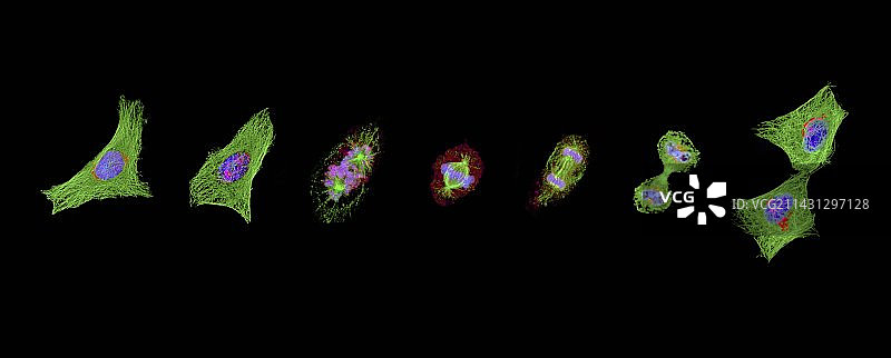 有丝分裂，光学显微照片。图片素材