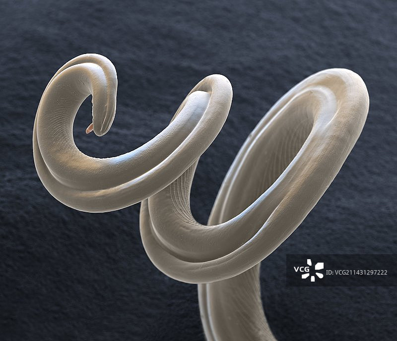 心丝虫扫描电镜图片素材