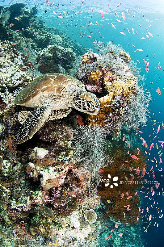 绿海龟图片素材