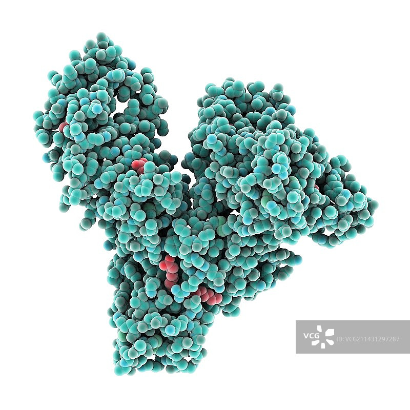 人血清白蛋白分子图片素材