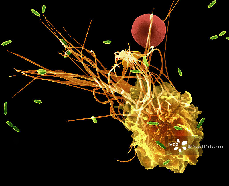 大肠杆菌的肺泡巨噬细胞吞噬作用（扫描电子显微镜）图片素材