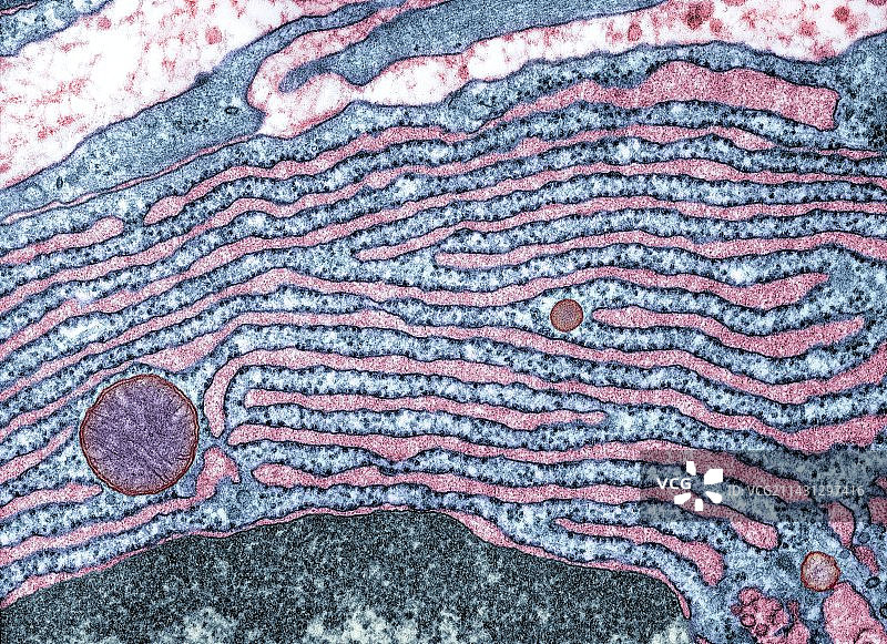 粗糙的内质网，TEM图片素材