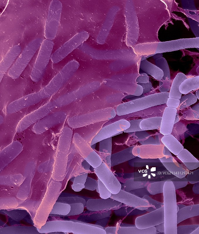 形成生物膜的芽孢杆菌（扫描电子显微镜）图片素材