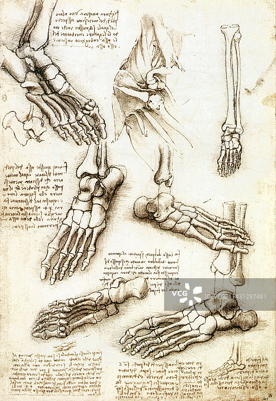 列奥纳多·达·芬奇的足部解剖图图片素材