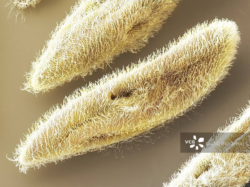 草履虫原生动物（扫描电镜）图片素材