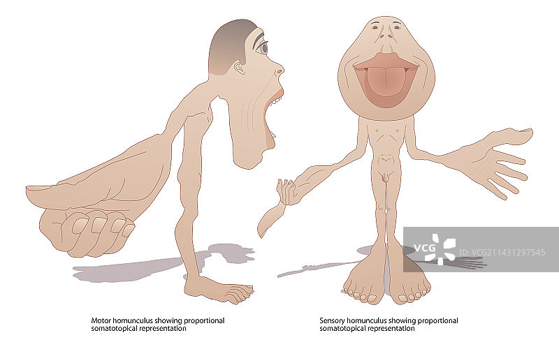 运动和感觉小人图片素材