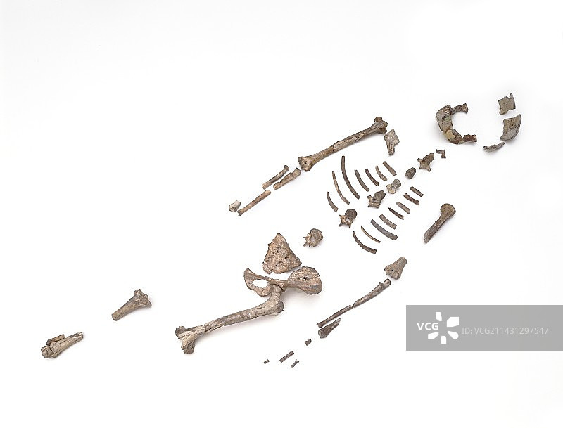 露西化石人骨骼图片素材