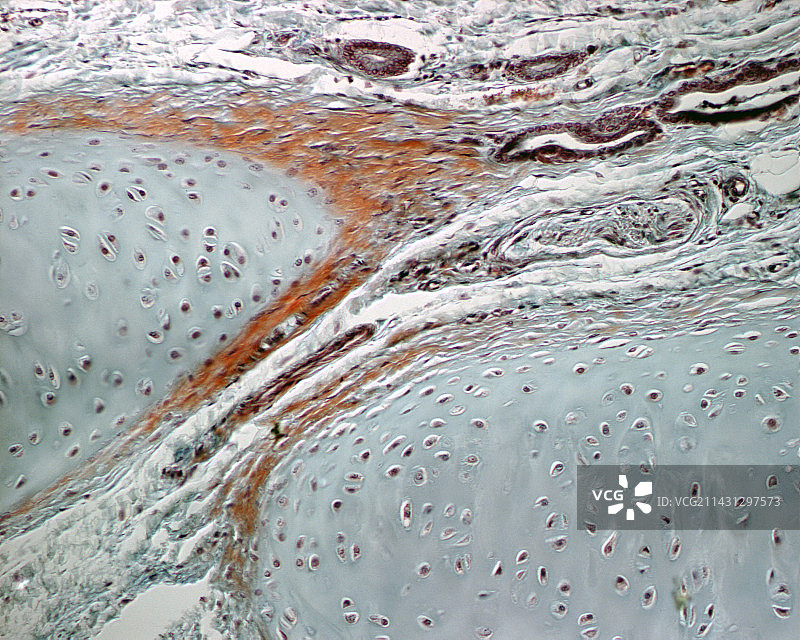 透明软骨显微照片图片素材