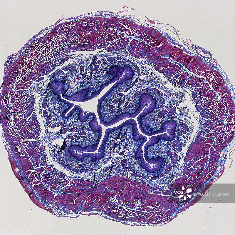 人食道横截面的光学显微镜照片图片素材