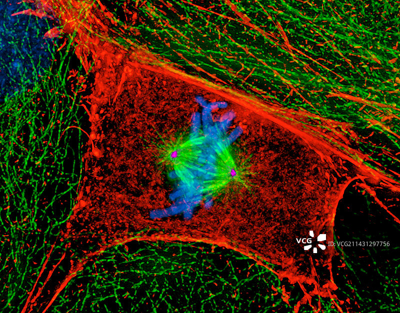 有丝分裂细胞分裂图片素材