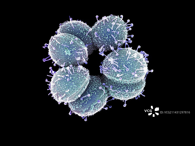 噬菌体攻击链球菌，扫描电镜图片素材