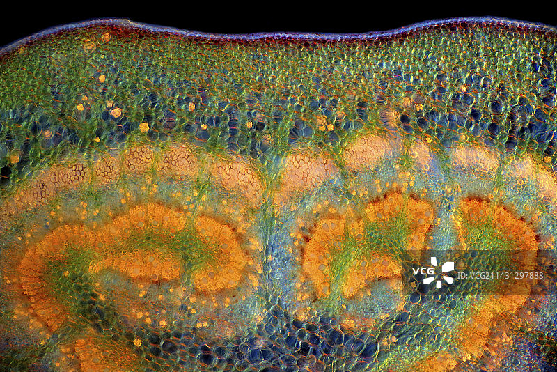 栎属植物（Quercus sp.）叶柄，光学显微照片图片素材