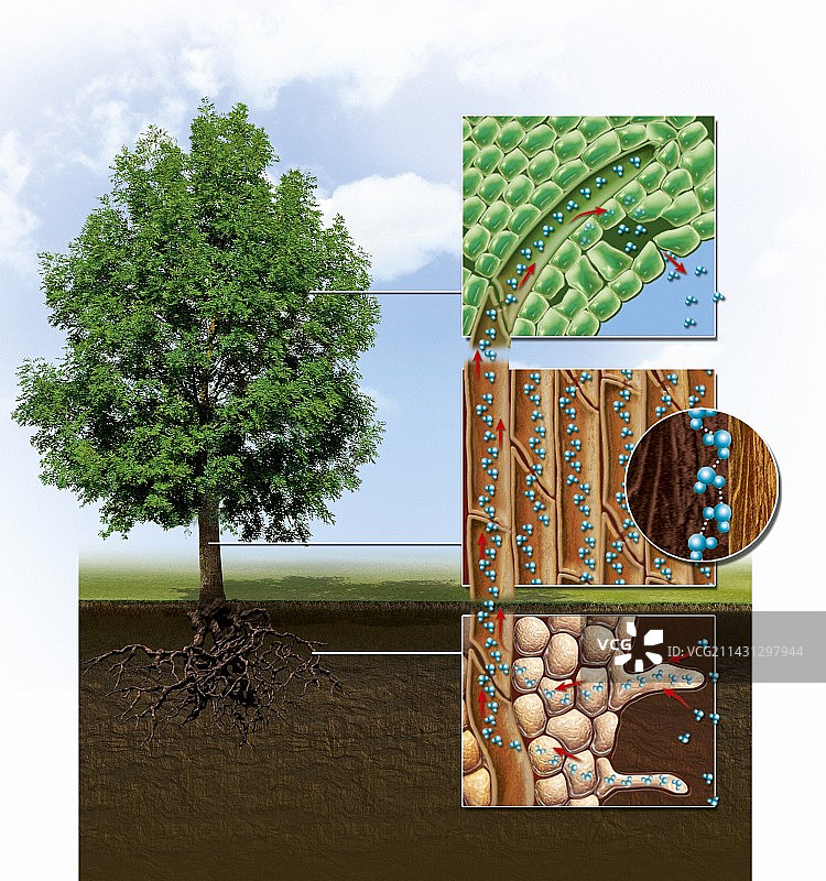 植物水运艺术作品图片素材