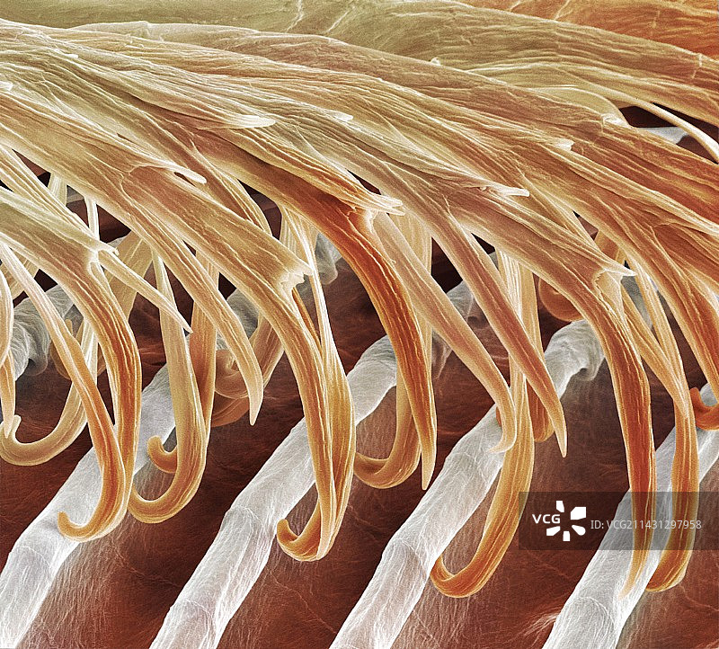 羽毛小钩（扫描电镜图）图片素材