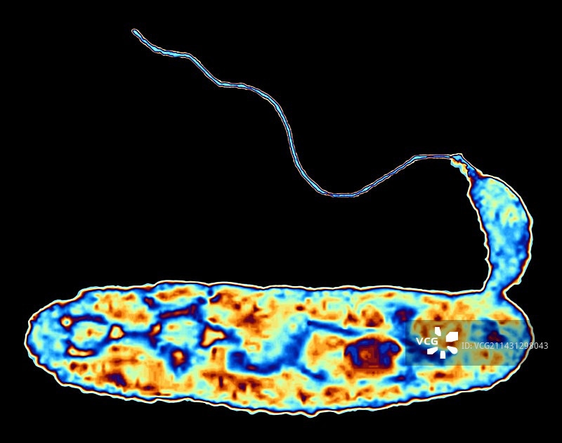噬菌弧菌图片素材